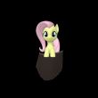 Pocket Mane 6